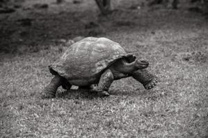 Giant tortoise